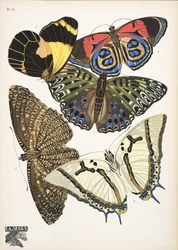 Tafel 12 aus Papillons, veröffentlicht 1925
