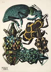 Tafel 14 aus Insekten, veröffentlicht in den 1930er Jahren