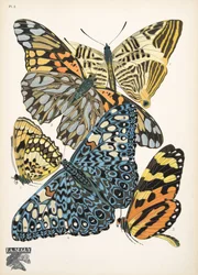 Tafel 3, aus Schmetterlinge, veröffentlicht 1925