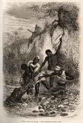 Ein Matrose der Expedition, der Convolvus (essbare Wasserpflanze, die sich auf der Wasseroberfläche ausbreitet) zurückgewonnen hat, wird am Ellbogen von einem Krokodil ergriffen; er verdankt sein Überleben nur dem Eingreifen seiner Kameraden, Radierung von