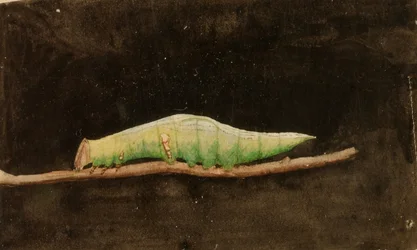 Größerer gefleckter Strandblatt-Randraupen, Studie für das Buch Tarnfarbe im Tierreich