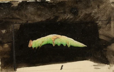 Größere gefleckte Strandblatt-Randraupe, Studie für das Buch Concealing Coloration in the Animal Kingdom