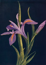 Boden-Iris, um 1915