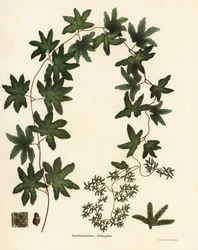 Amerikanischer Kletterfarn oder Hartford-Farn, Lygodium palmatum