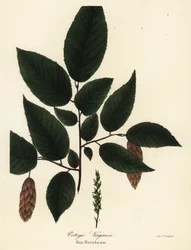 Amerikanische Hopfenbuche, Ostrya virginiana (Hopfenbuche, Ostrya virginica)