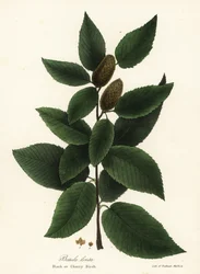 Schwarze Birke oder Kirschbirke, Betula lenta