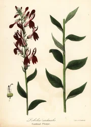 Kardinalsblume, Lobelia cardinalis