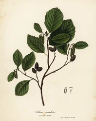 Gemeine Erle, Alnus serrulata