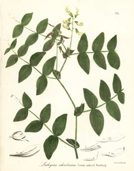Cremeerbse oder cremefarbene Platterbse, Lathyrus ochroleucus