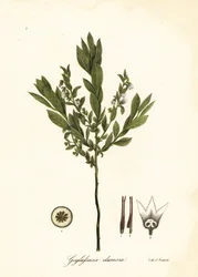 Zwerg-Heidelbeere, Busch-Heidelbeere oder Gopherbeere, Gaylussacia dumosa