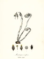 Geisterpflanze, Geisterrohr, Indianerpfeife oder Leichenpflanze, Monotropa uniflora