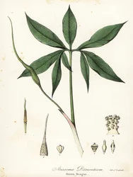 Grüner Drache oder Drachenwurzel, Arisaema dracontium
