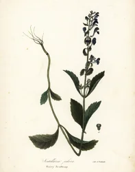Behaarte Helmblume, Scutellaria elliptica