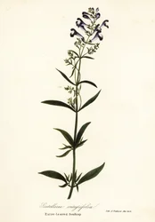 Helmblume, Scutellaria integrifolia