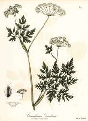 Schierlingspetersilie