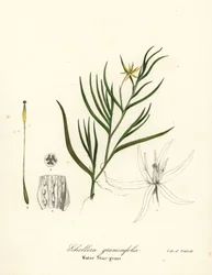 Schlamm-Plantain oder Wasserhyazinthe, Heteranthera dubia (Wasserstern-Gras, Schollera graminifolia)