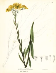 Ohio-Goldrute, Solidago ohioensis