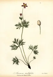 Pazifische Anemone oder Schnittblättrige Windblume, Anemone multifida