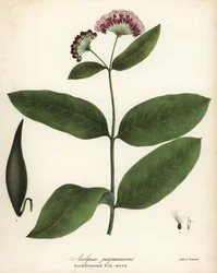 Purpur-Seidenpflanze, Asclepias purpurascens