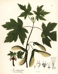 Silberahorn, Acer saccharinum