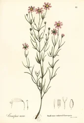 Kleine rosafarbene Coreopsis, Coreopsis rosea