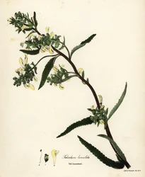 Hohe Läusekraut, Pedicularis lanceolata