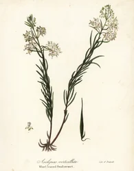 Quirl-Milchkraut, östliches Quirl-Milchkraut, Schachtelhalm-Milchkraut oder Quirlblättrige Schwalbenwurz, Asclepias verticillata