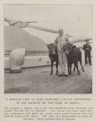 Ein koreanisches Geschenk an König Edward, Rinder, die Seiner Majestät vom König von Korea überreicht wurden