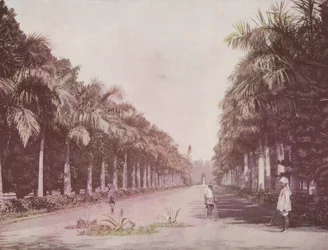 Palmenallee, Botanische Gärten, Kalkutta