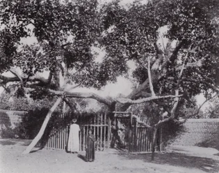 Ägypten: Der Baum der Jungfrau