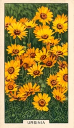 Gartenblumen: Ursinia