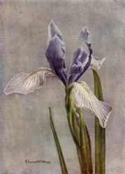 I Longipetala, Eine feine Apogon-Iris
