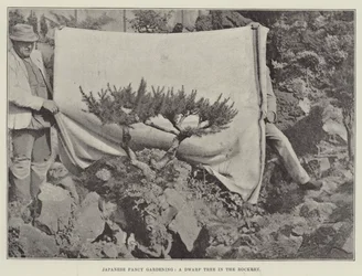 Japanische Ziergärtnerei, ein Zwergbaum im Steingarten