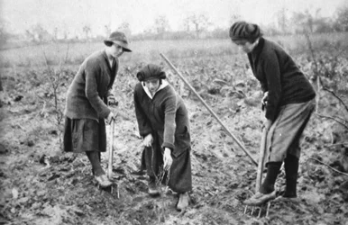 Angenehm, profitabel, patriotisch: auf einer Obstfarm in Letchmore Heath, in der Nähe von St. Albans, aus The Illustrated War News, 2. August 1916