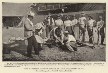 Die Rinderpest in Südafrika, Dr. Koch impft einen Ochsen