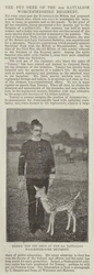 Tommy, das Haustier-Reh des 4. Bataillons Worcestershire Regiment
