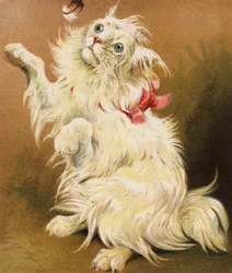 Eine persische Katze