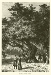 Ein Maulbeerfeigenbaum