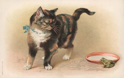 Eine Katze beobachtet einen Frosch