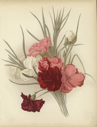 Eine Gruppe von Nelken