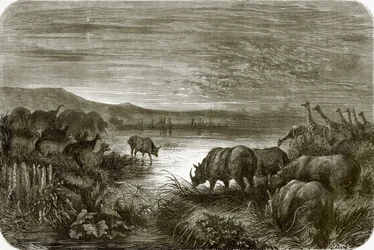 Ein Teich in Afrika bei Nacht