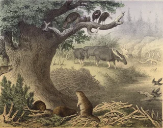 Eine Szene in Nordkanada, der Waschbär, der Biber, wilde Truthähne, der Elch, die Wandertaube