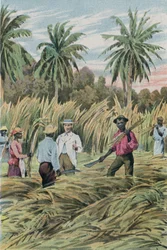 Eine Zuckerplantage