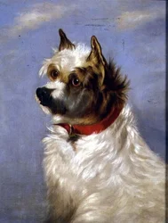 Ein Terrier mit rotem Halsband