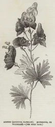 Eisenhut (Aconitum Napellus), Mönchskappe oder Wolfswurz (Gravur)