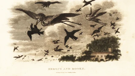 Luftkampf zwischen Reihern und Saatkrähen um Nistplätze in der Nähe von Daniel Wilsons Haus Dallam Tower, Westmorland