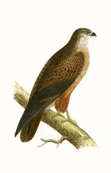 Afrikanischer Bussard, Illustration aus 