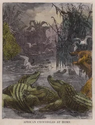 Afrikanische Krokodile zu Hause