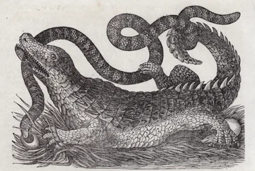Alligator