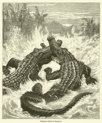 Alligatorenkampf in Sumatra